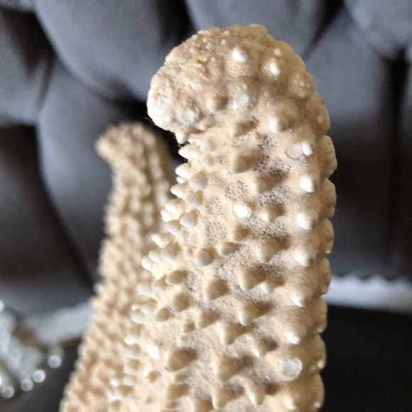 Large natural starfish - Picture 3 of 8